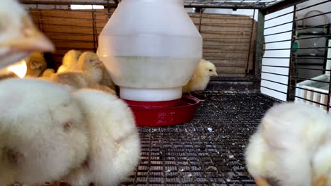 hatchling chicks in a pen with food and water