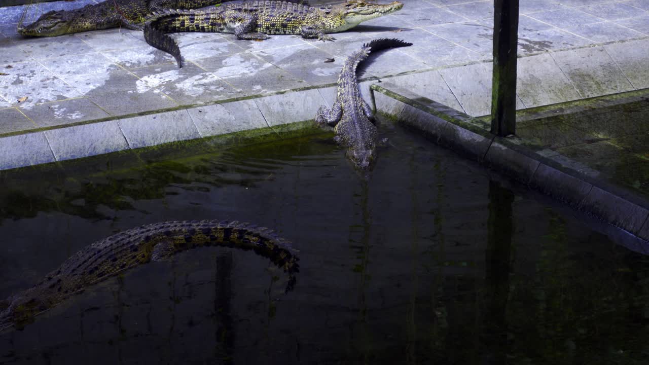 인도네시아의 바나클스 악어 농장 (barnacles crocodile farm) 의 연못에 있는 악어 - 고각