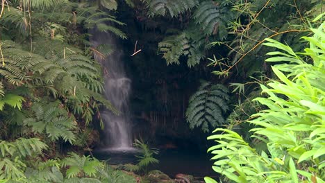 cascada que cae del arroyo incrustado en una densa selva tropical