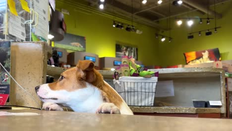 Perro-Curioso-En-Una-Tienda-De-Mascotas-Detrás-De-Un-Escritorio,-Linda-Mascota-Mirando-Alrededor