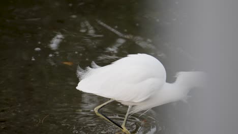 snowy egret wades in shallow reflective water with graceful posture and delicate white plumage
