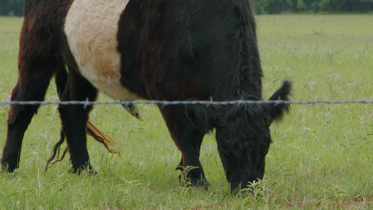 крупный кадр коровы, пасущейся на пышной траве через забор для крупного рогатого скота, демонстрируя его отличительный внешний вид и мирную сельскую сцену