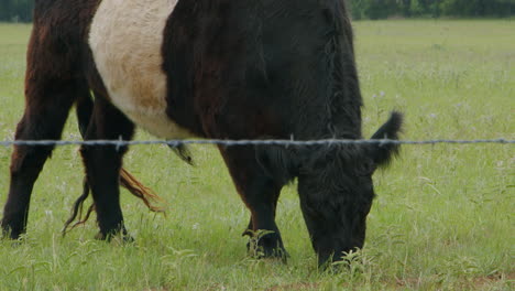 a close-up shot of a belted galloway cow grazing on lush grass through a cattle fence, showcasing its distinctive appearance and the peaceful rural scene