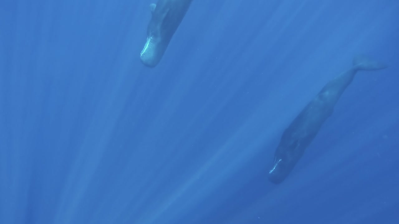 la familia de los kashalots