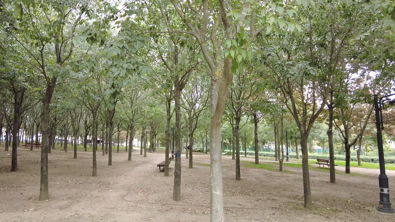Park Alleyway with Trees and Benches