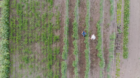 two farmers working in field 4k