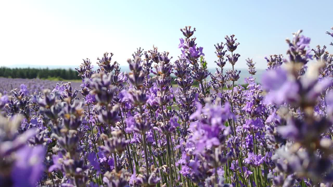 Campo di fiori di lavanda viola prima del raccolto. Un'ape raccoglie nettare fresco da erbe medicinali. Impollinazione delle piante da parte delle api. Cielo blu e vento estivo