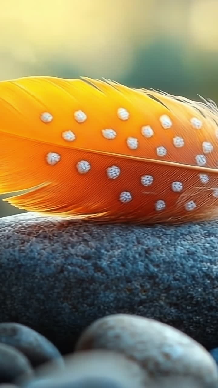 Colorful feather resting on a stone. A vibrant orange feather with white spots rests gently on a smooth stone, illuminated by soft natural light.