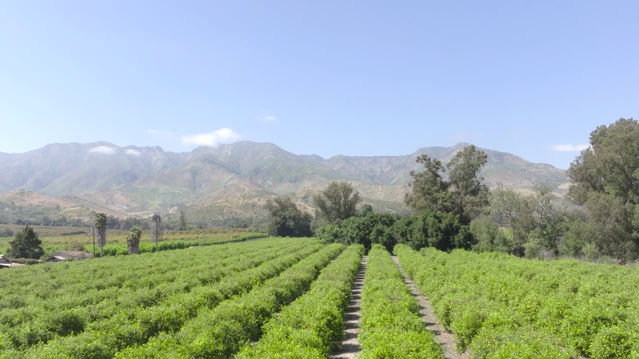impresionante huerto de naranjas, panorámica aérea hacia abajo, mostrando filas de árboles verdes exuberantes en un día de verano