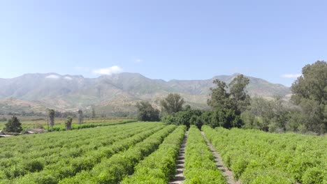 Stunning-orange-orchard,-aerial-pan-down,-showcasing-rows-of-lush-green-trees-on-a-summer-day