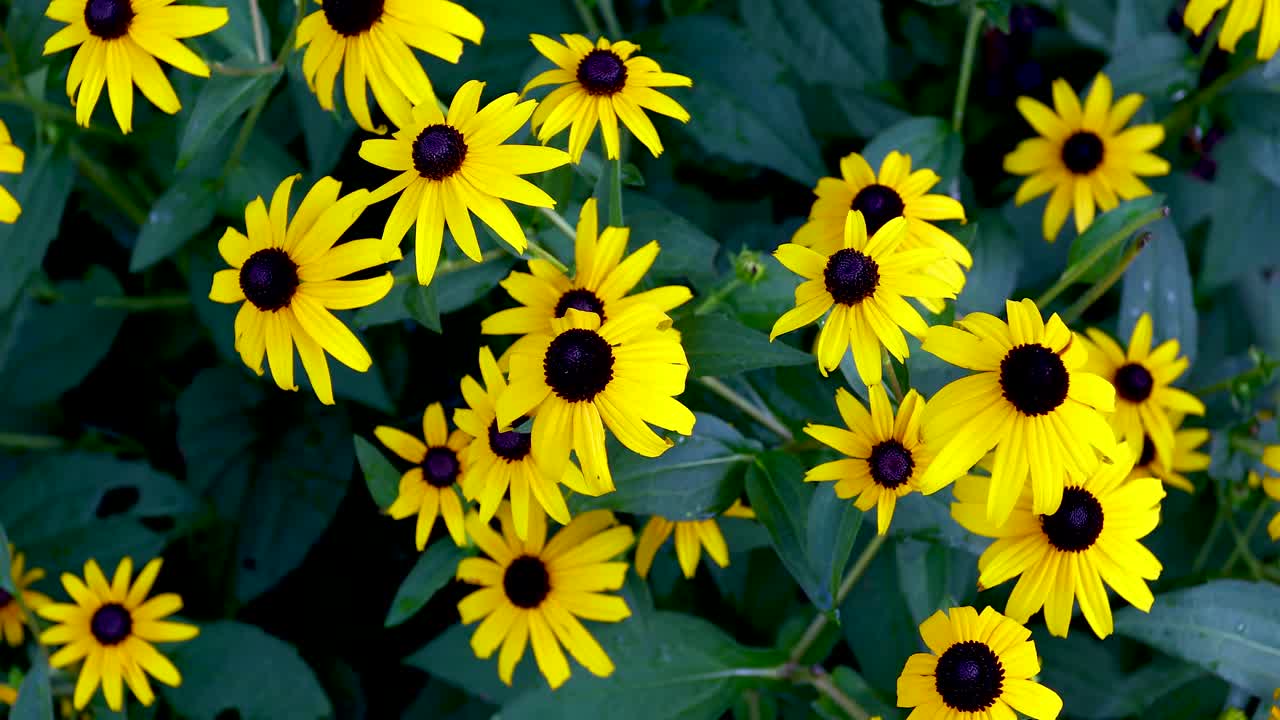 Static video of Black Eye Susan flowers