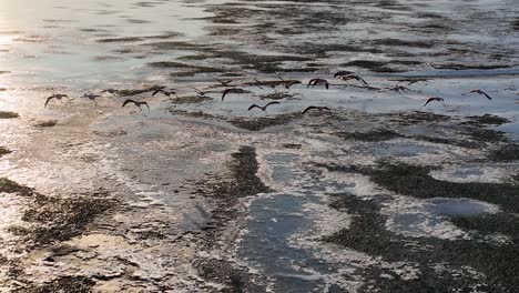 flamingos flying at el calafate in patagonia argentina