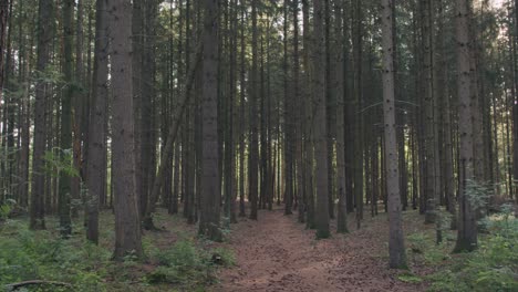 Ver-En-Un-Camino-En-Un-Bosque-De-Madera-De-Coníferas