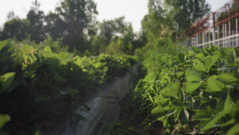 Sunlight gently illuminates rows of healthy strawberry leaves in vibrant green garden, casting soft highlights across plants growing alongside metal greenhouse frame