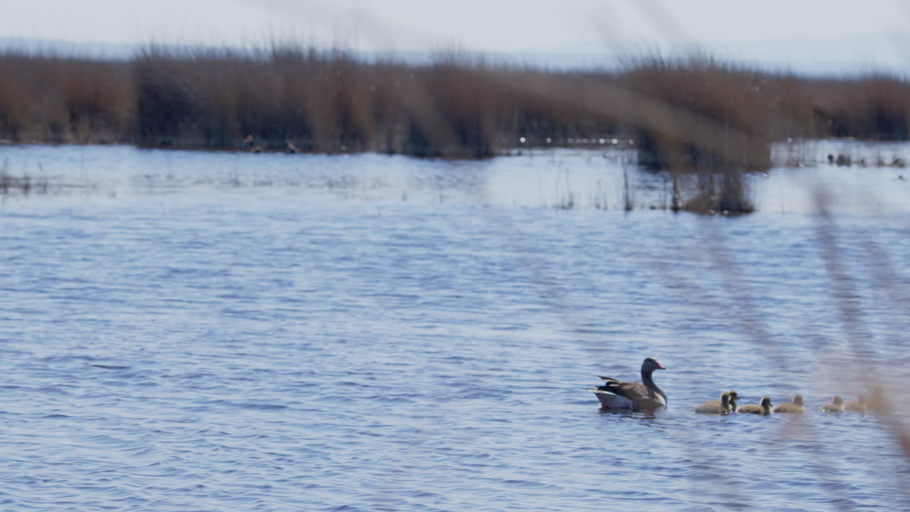 호수 에서 수영 하는 그레이라그 거위 가족 의 넓은  ⁇