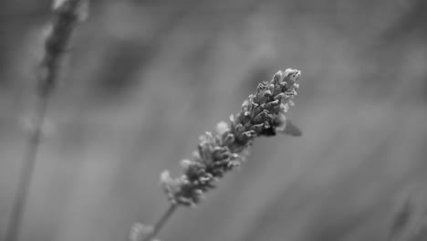 black and white scene of a bee walking on a lavender flower, showcasing nature's beauty and the pollination process