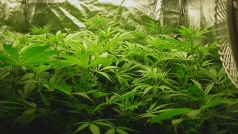 plantas jóvenes de cannabis en la quinta semana al comienzo de la floración, movimiento en el viento, carpa en el fondo, movimiento a la derecha termina con un ventilador en primer plano