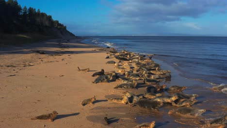 Colony-Of-Seals-At-Findhorn-Beach-In-Scotland---Drone-Shot