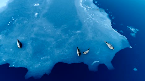 beautiful aerial view over seals on white ice floe in iceland. seals are next to the blue sea.