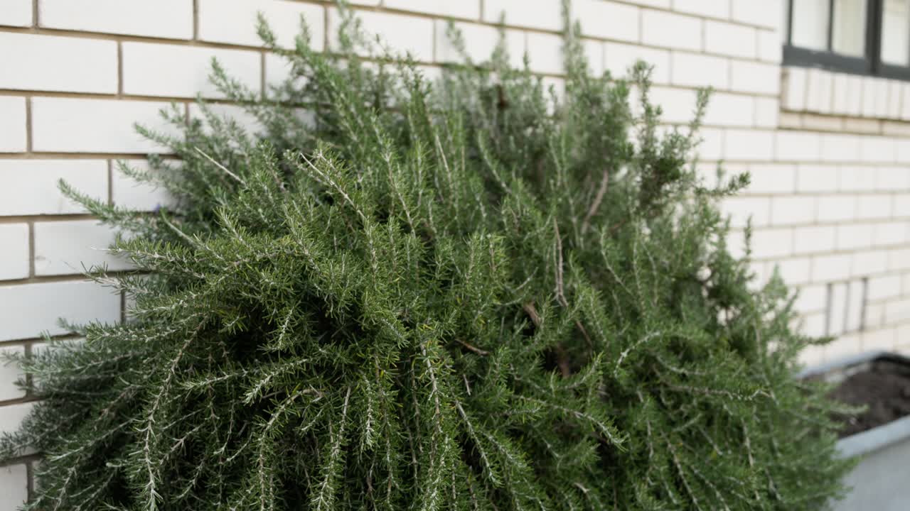 Wide view of lush rosemary bush in a backyard herb garden, perfect for sustainable cooking and gardening visuals