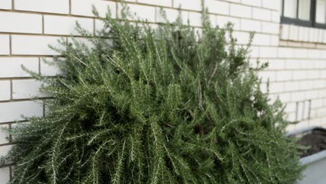 wide view of lush rosemary bush in a backyard herb garden, perfect for sustainable cooking and gardening visuals