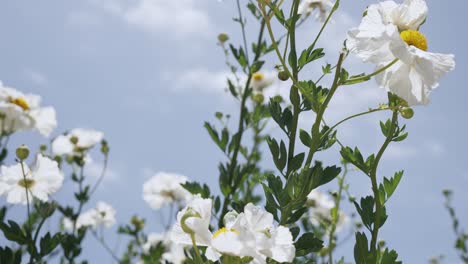 beautiful garden with white flowers in spring time