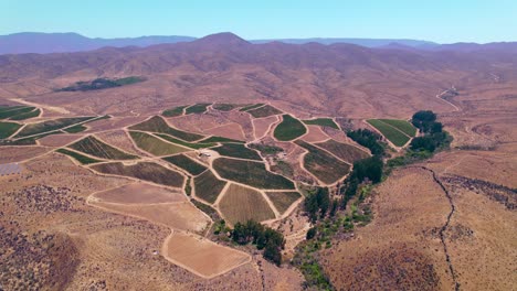 establishing shot of a large vineyard production within fray jorge, limari valley, chile