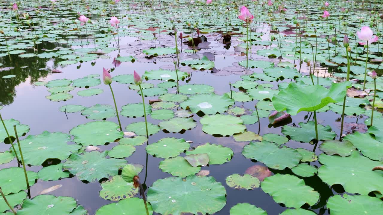 Explore the serene beauty of blooming lotus flowers in a tranquil pond setting.