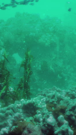 a beautiful underwater scene with a coral reef and tropical fish