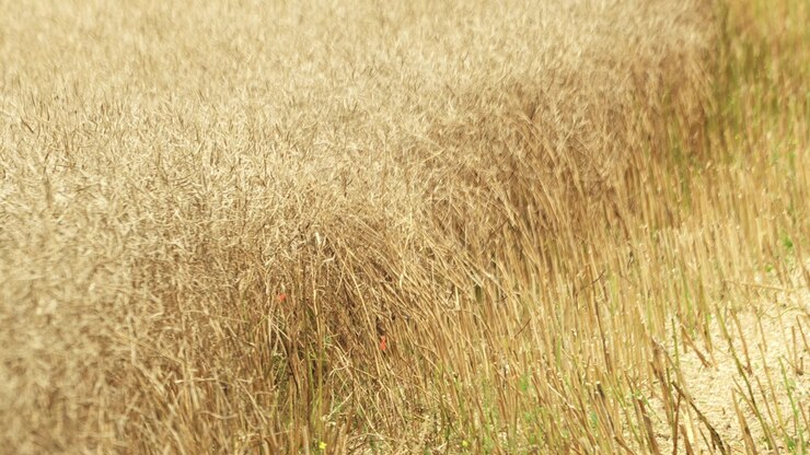 Campo di colza dorata ondeggiante nella brezza in una luminosa giornata estiva, ripreso da un'angolazione laterale.
