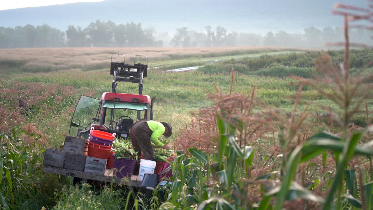 Farmers Harvesting Corn in a Field