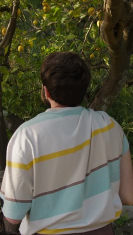 man in nature stretches to reach lemons on the tree