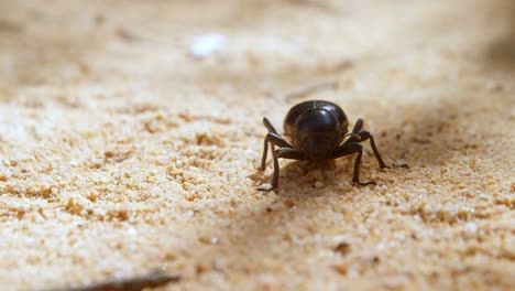 beetle crawling on sand 4k