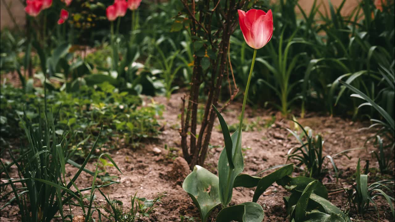 время прохождения розовых тюльпанов, качающихся на ветру.