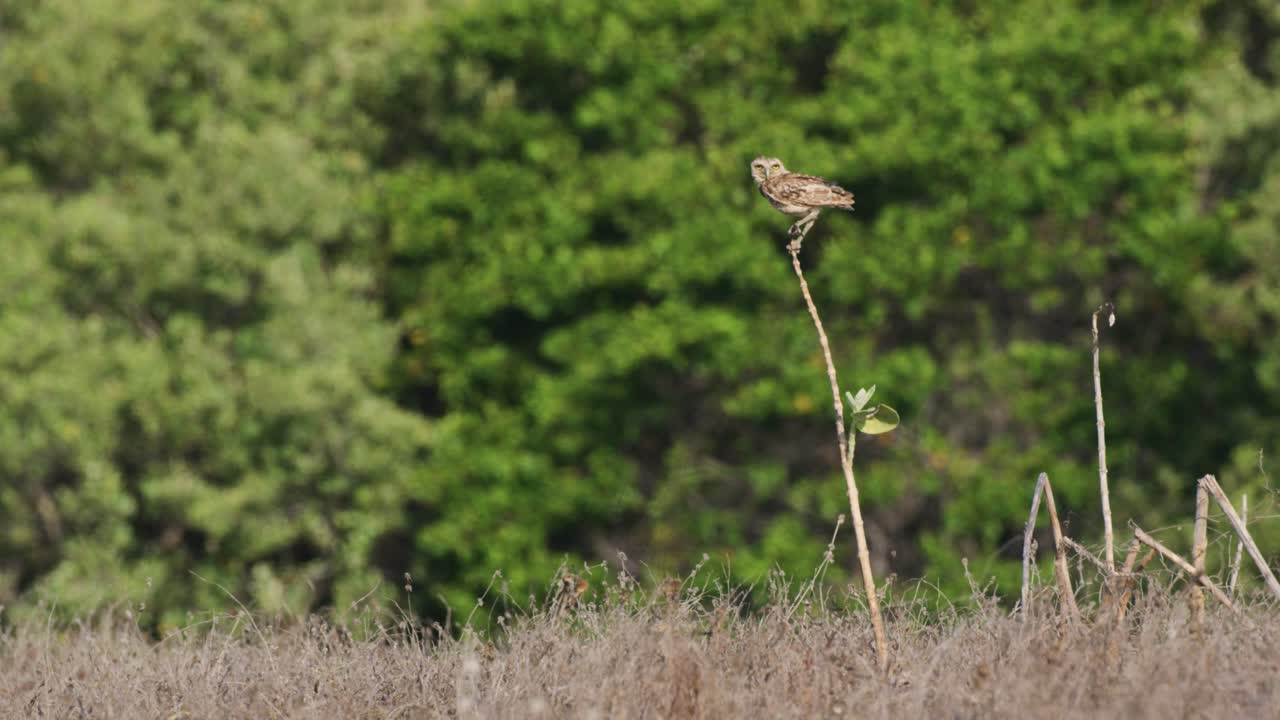 amplia toma estática de un búho de madriguera encaramado en un pequeño retoño en pastizales con bosque en el fondo en un día muy ventoso mientras mira a su alrededor