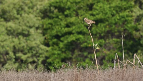 Amplia-Toma-Estática-De-Un-Búho-De-Madriguera-Encaramado-En-Un-Pequeño-Retoño-En-Pastizales-Con-Bosque-En-El-Fondo-En-Un-Día-Muy-Ventoso-Mientras-Mira-A-Su-Alrededor