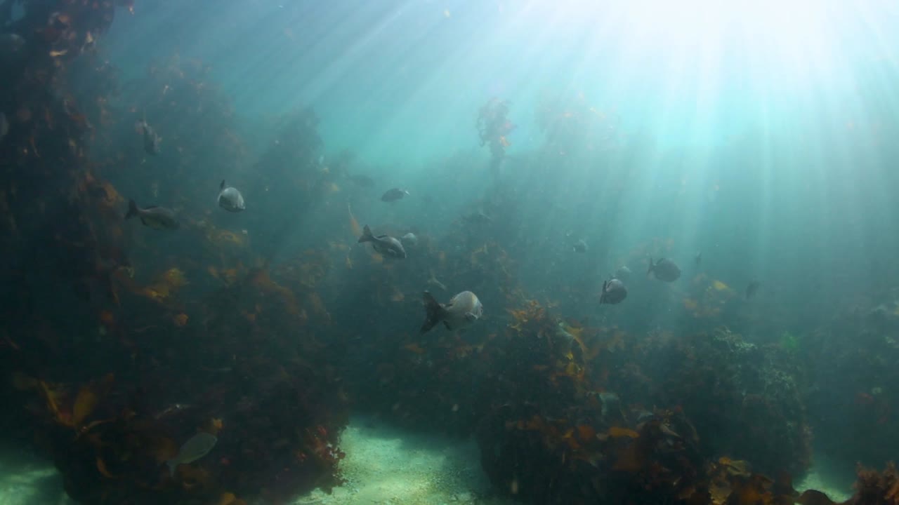 Fish swimming through the kelp forest in the Atlantic ocean