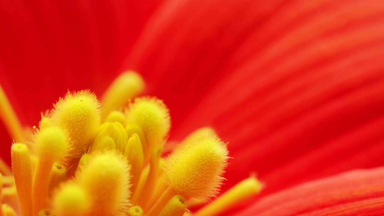 Macro Red Flower Stamen Close Up Vibrant Yellow Pollen Fuzz Soft Red Petal Backdrop Shallow Depth Of Field