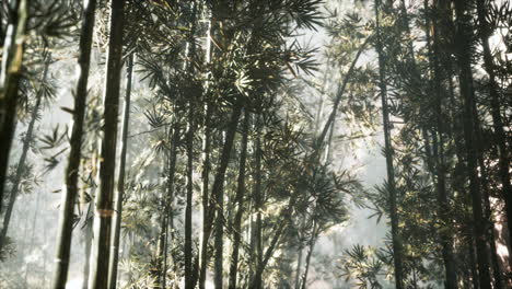 Bosque-De-Bambú-Asiático-Con-Luz-Solar-Matutina