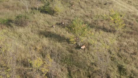 Drone-aerial-of-Blesbuck-antelopes-in-thich-bush-grazing-early-morning