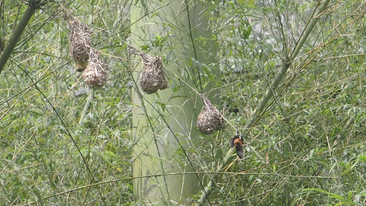 Small Bird Perched Among Nests in Bamboo Forest