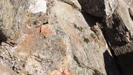 Golden-mantled-ground-squirrel-climbing-a-rock-and-searching-for-food