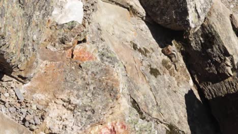 ardilla de tierra cubierta de oro trepando una roca y buscando comida