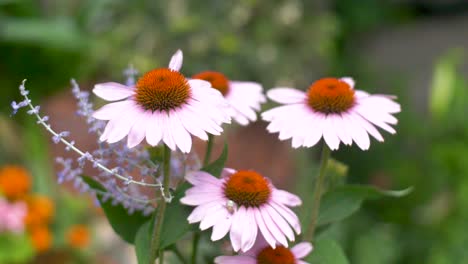 Flor-De-Coneflower-Púrpura-Que-Florece-En-Un-Jardín