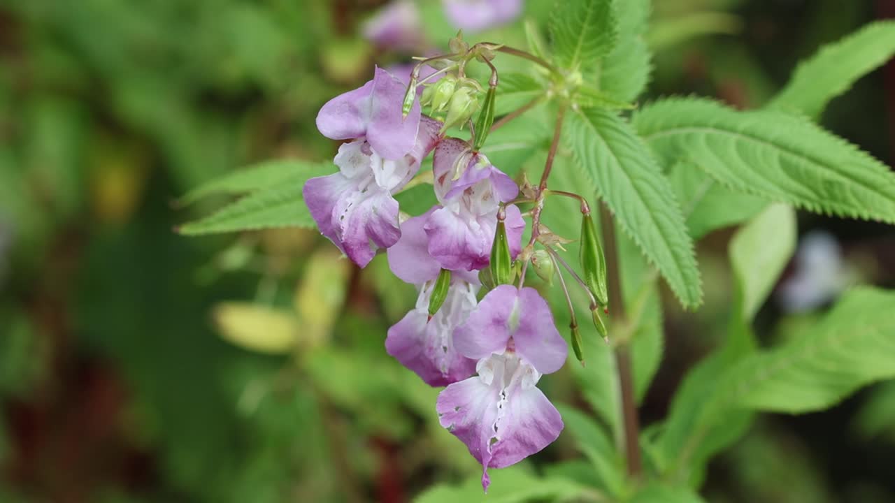 Closeup of Himalayan Balsam, Impatiens glandulifera, flowers and seed pods. Summer. UK
