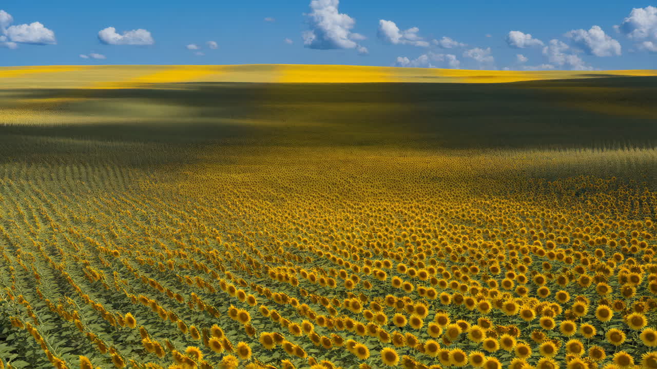 Vast Sunflower Field Under a Blue Sky with Clouds