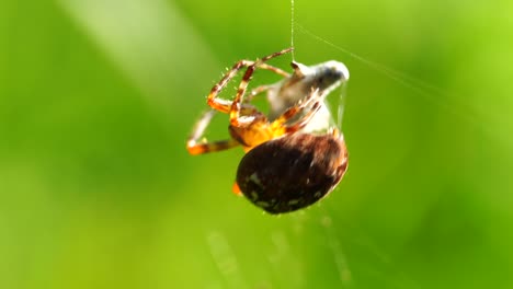 a big cross spider has caught a wasp as prey in its spider web and is now spinning it in