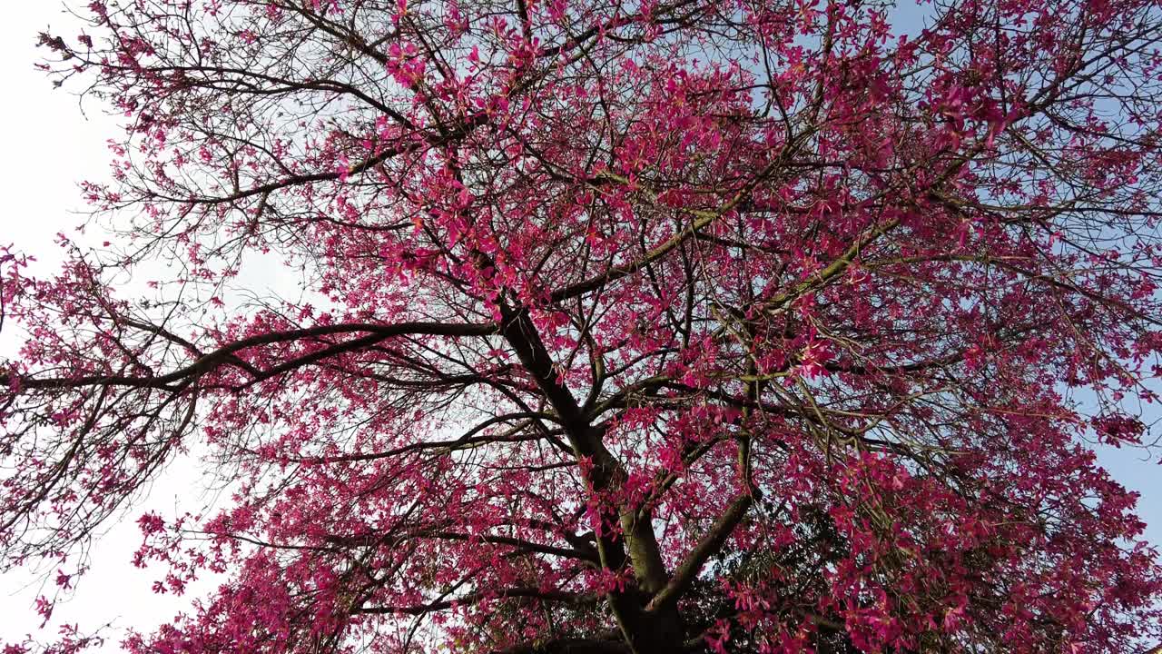 Hermoso árbol lleno de flores rosadas en Lisboa, Portugal - toma de ángulo bajo