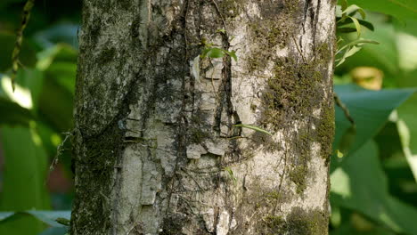 Weiße-Baumstrukturrinde-Mit-Grünem-Blatthintergrund