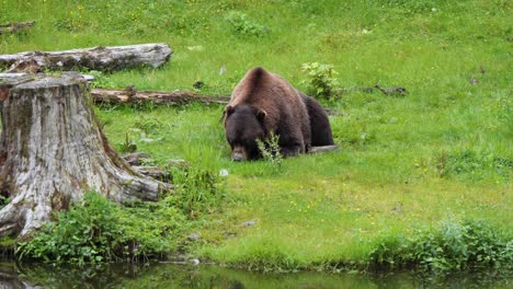 huge male brown bear grazing on grass. alaska